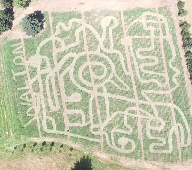 walton-farms-maze walton-farms-maze