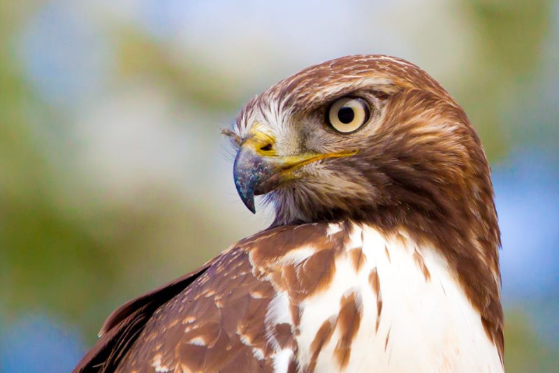 hawks-and-hot-chocolate hawks-and-hot-chocolate