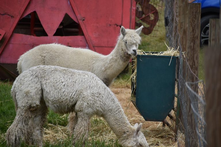 105004550 10159113529175649 1661669057483923274 o 1 768x512