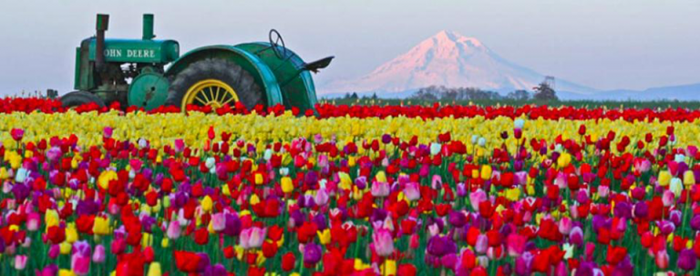 tulip festival 768x303
