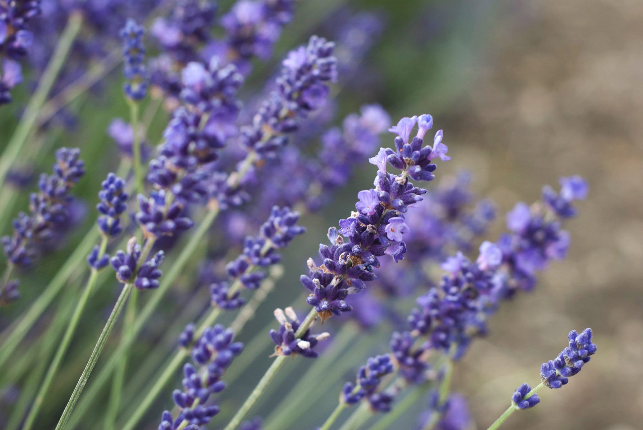 lavender and vintage festival