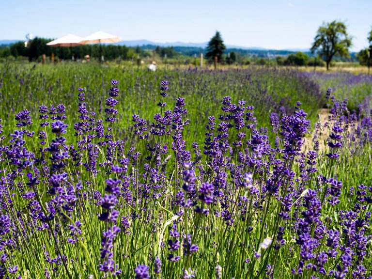 278373767 4953394181408851 8472147662640717108 n 768x576