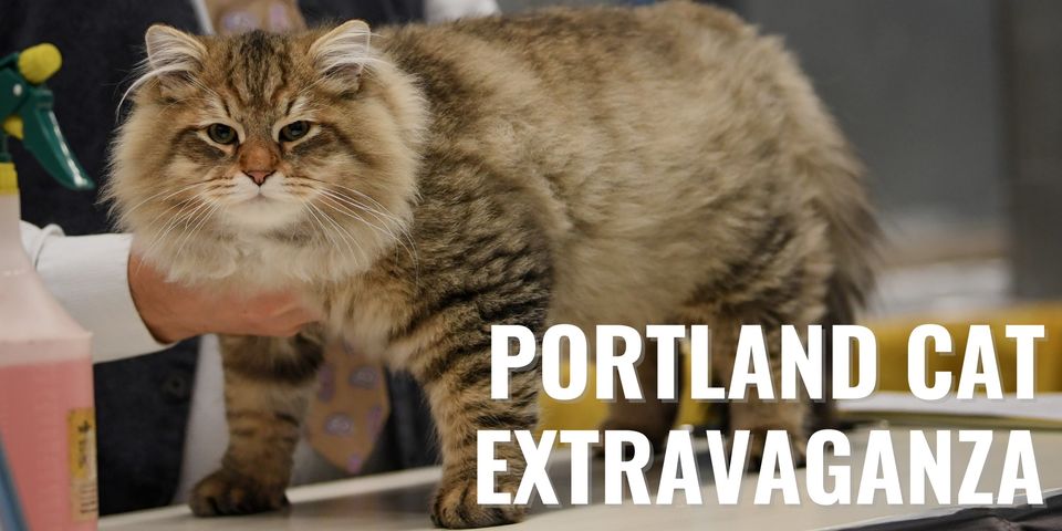 portland cat extravaganza
