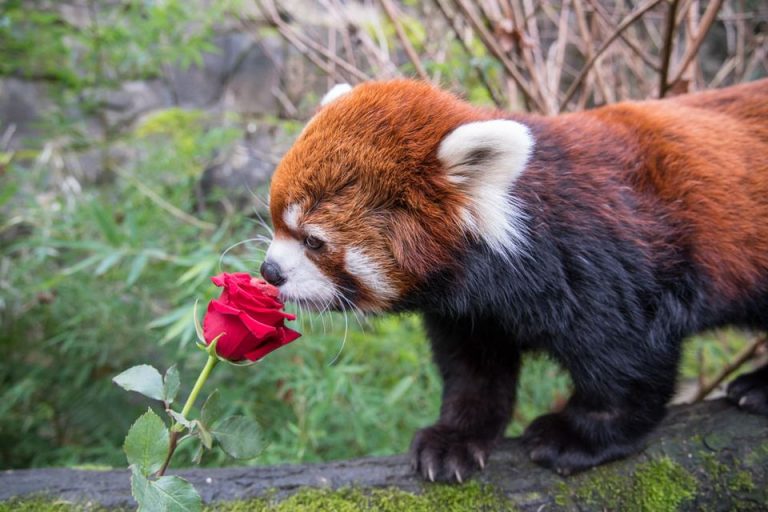 329236060 2313378778830445 5430275008500985870 n 768x512