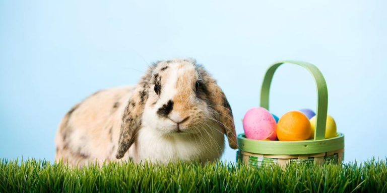 334322130 1255822755009951 1322585371866060287 n 768x384