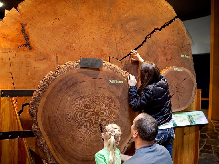 free sunday discovery museum 768x576