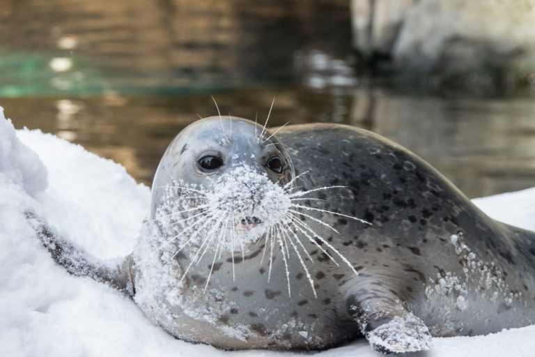 winter discount days 768x512