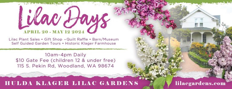 lilac days 2024 768x296